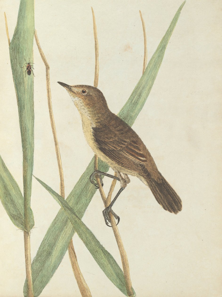 Pěnice rákosovitá.Lewin, John. Birds of New South Wales with their natural history. Sydney- G. Howe, 1813 od John William Lewin