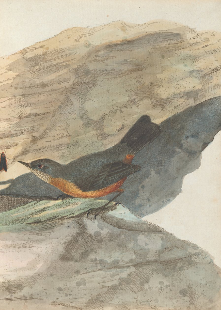 Rock warbler. Lewin, John. Ptáci Nového Jižního Walesu s jejich přirozenou historií. Sydney- G. Howe, 1813 od John William Lewin