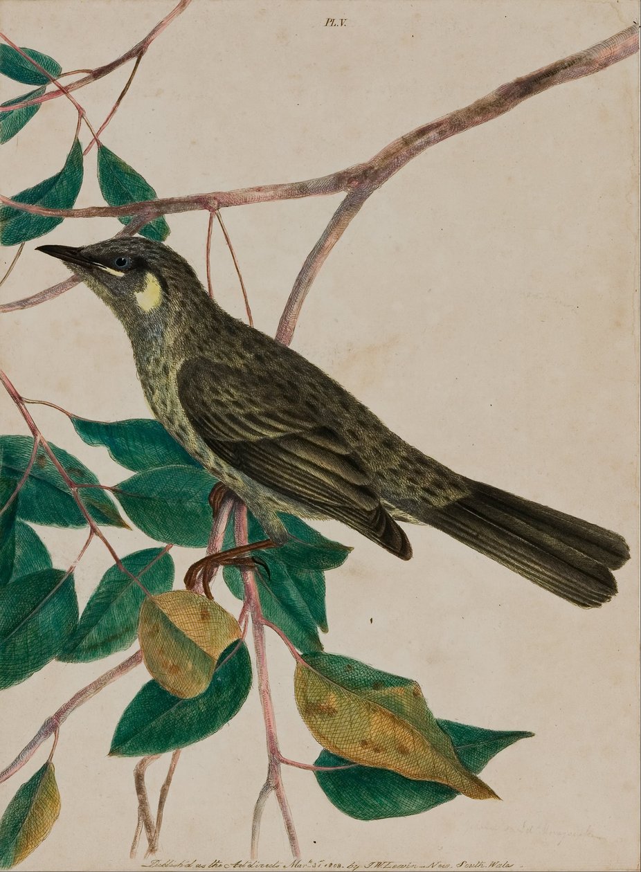 Zimolez žlutý (Meliphaga chrysotis) od John William Lewin