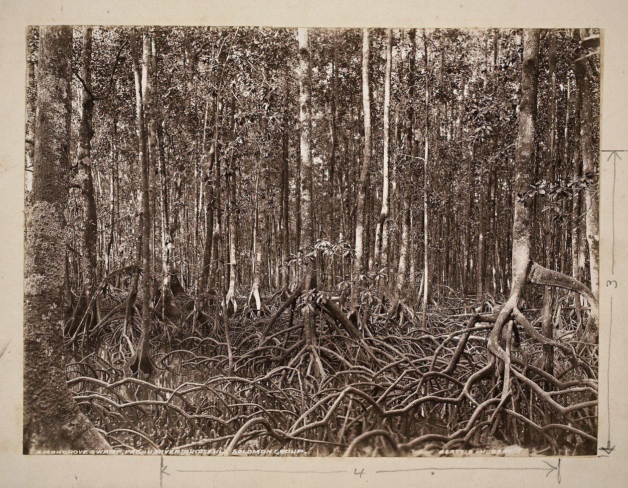 Mangrovová bažina, řeka Pachu, Choiseul, Solomon Group (želatinový stříbrný potisk) od John Beattie