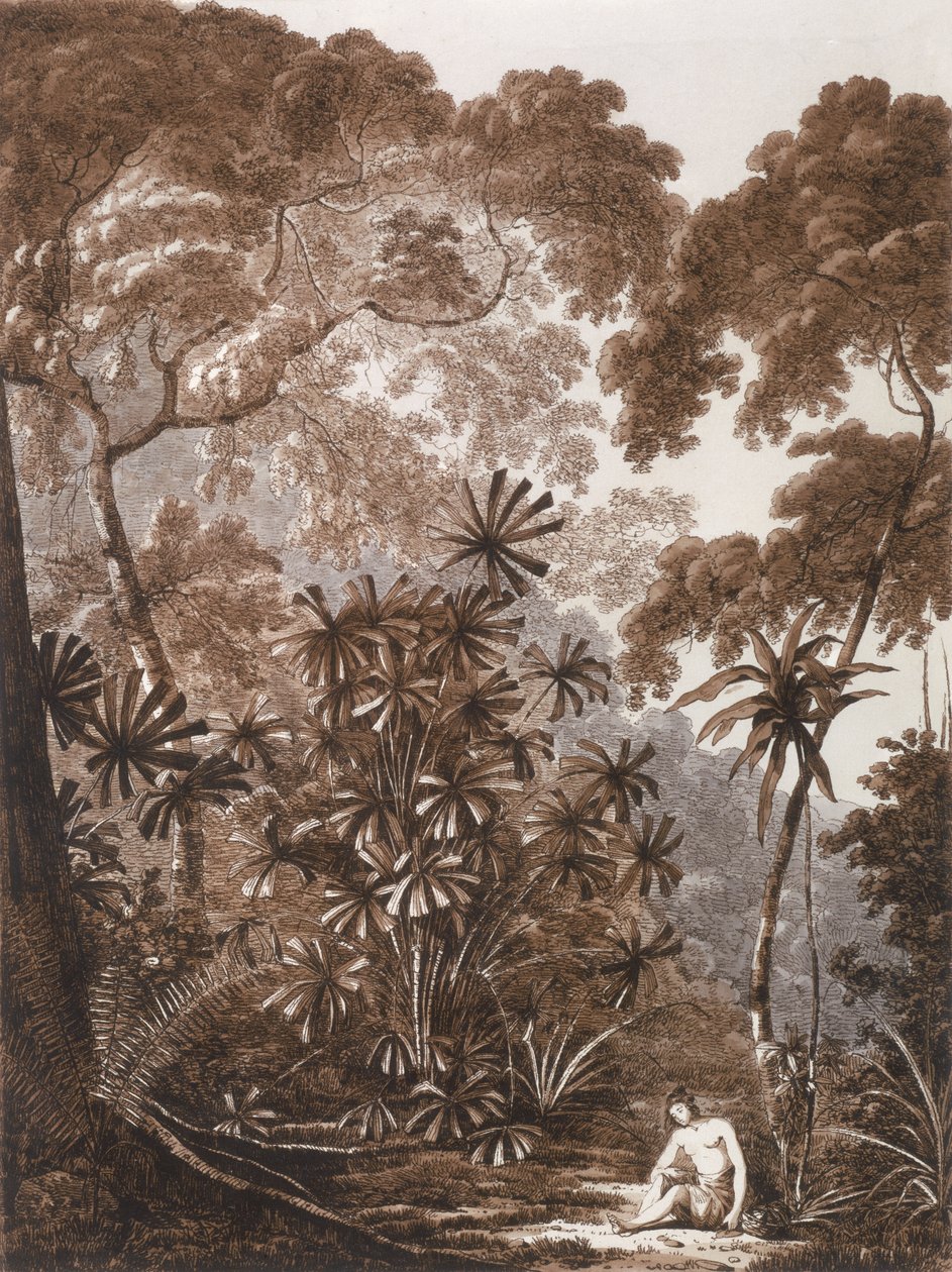 Fan Palm na ostrově Krakatoa, z 