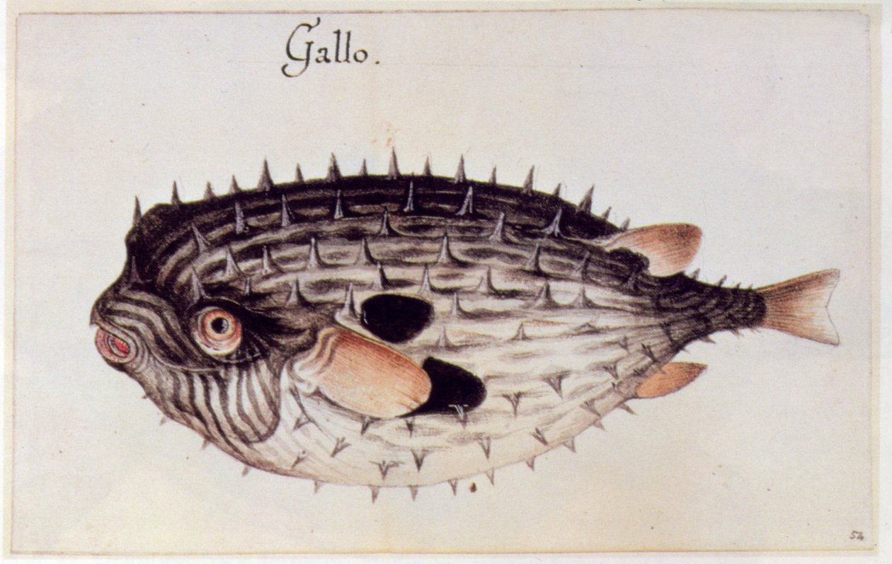 Burrfish od John White