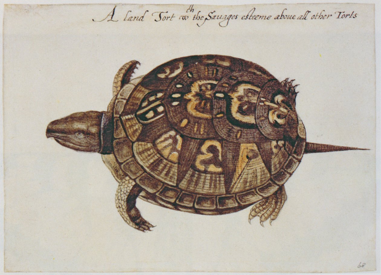 Želva obecná (litografie) od John White