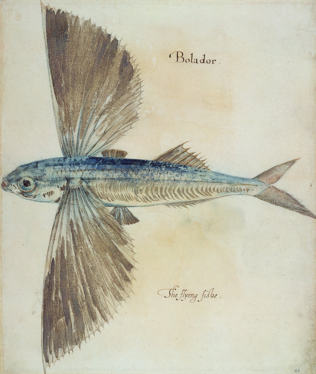 Létající ryba od John White
