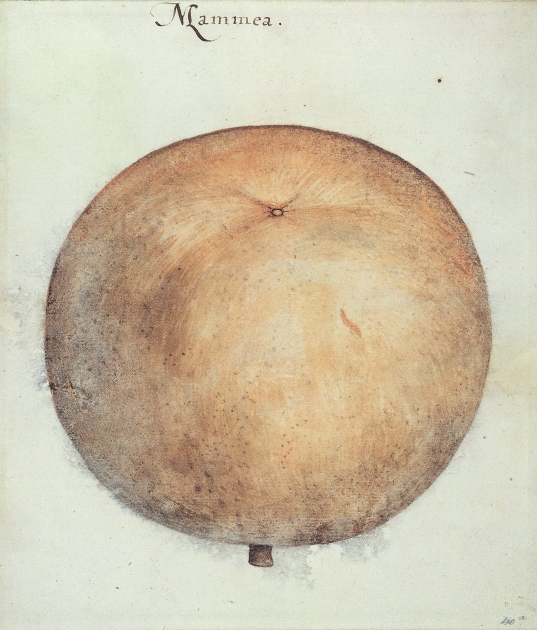 Mammea Apple od John White
