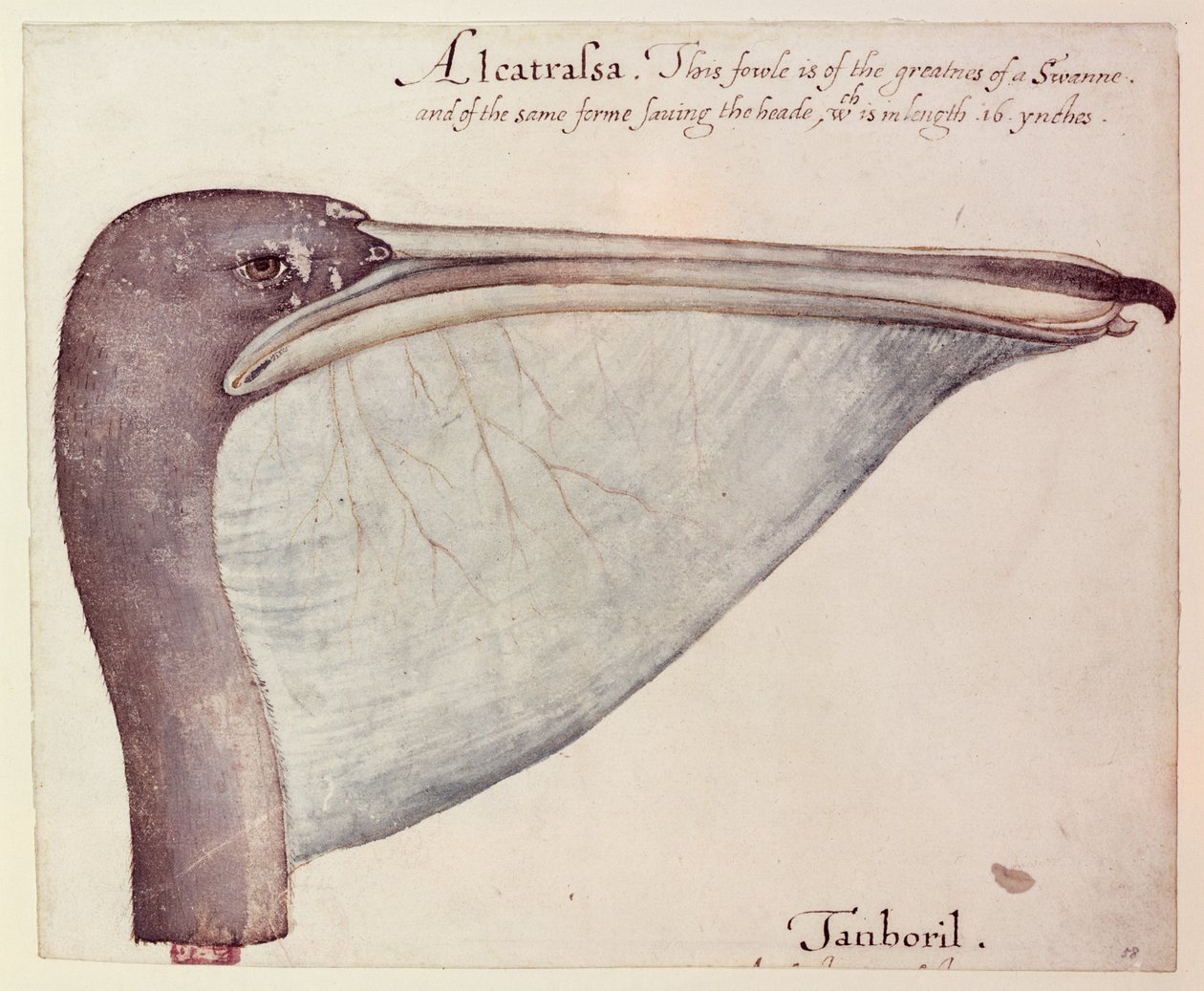 Pelikán, kolem roku 1590 od John White