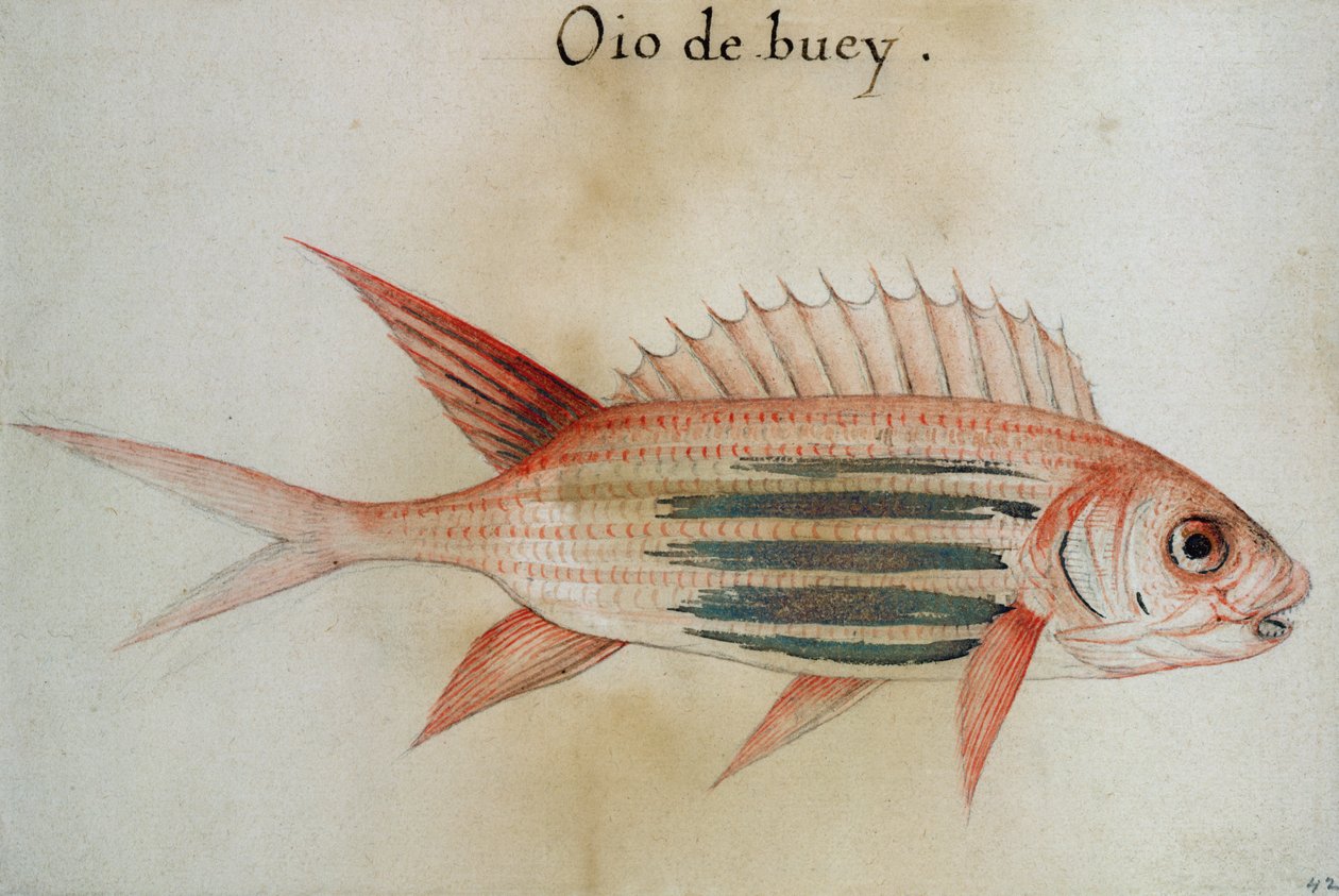 Veverka nebo Soldier fish od John White