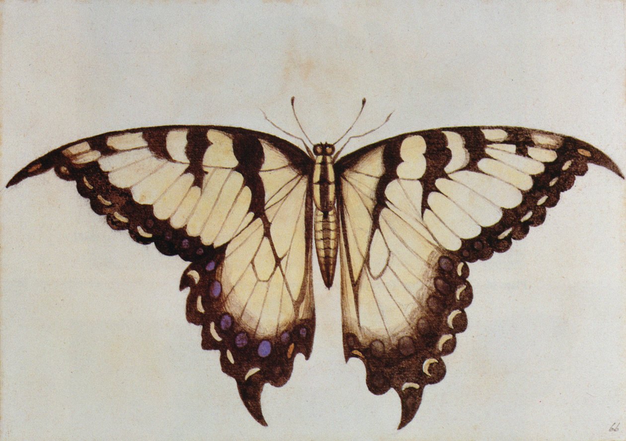 Motýl vlaštovičník (litografie) od John White
