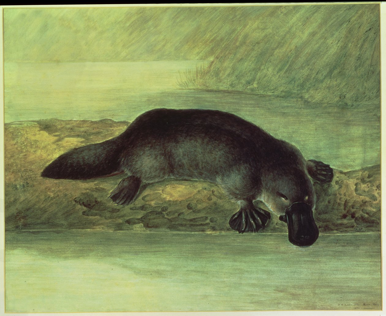 Ptakopysk kachnozobý, ornithorynchus paradoxus, 1810 od John William Lewin