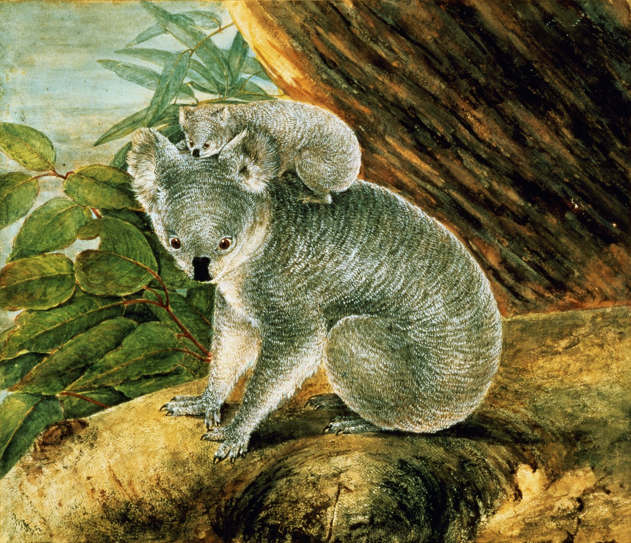 Koala a mladí, 1803 od John William Lewin