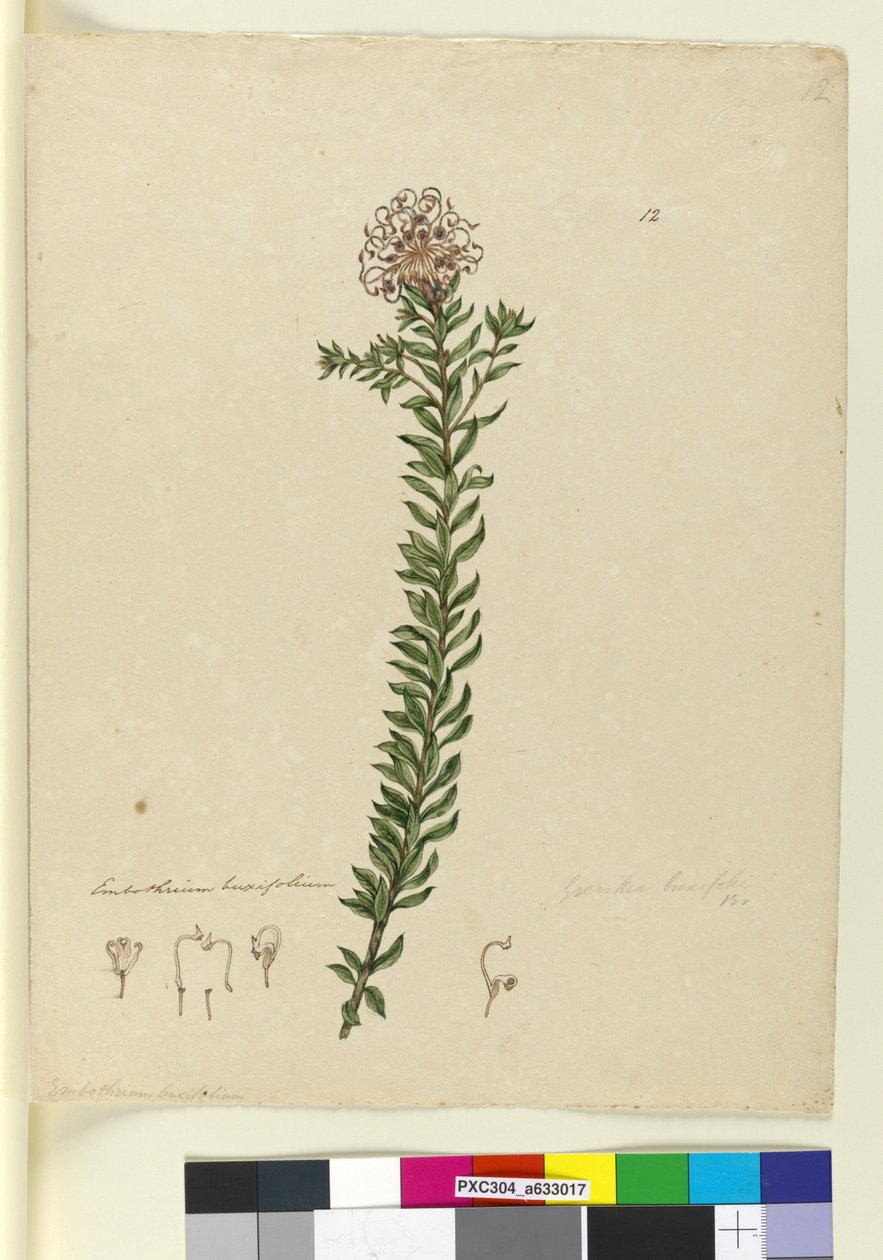 Strana 12. Grevillea buxifolia, asi 1803-06 (čb, pero, tuš a tužka) od John William Lewin