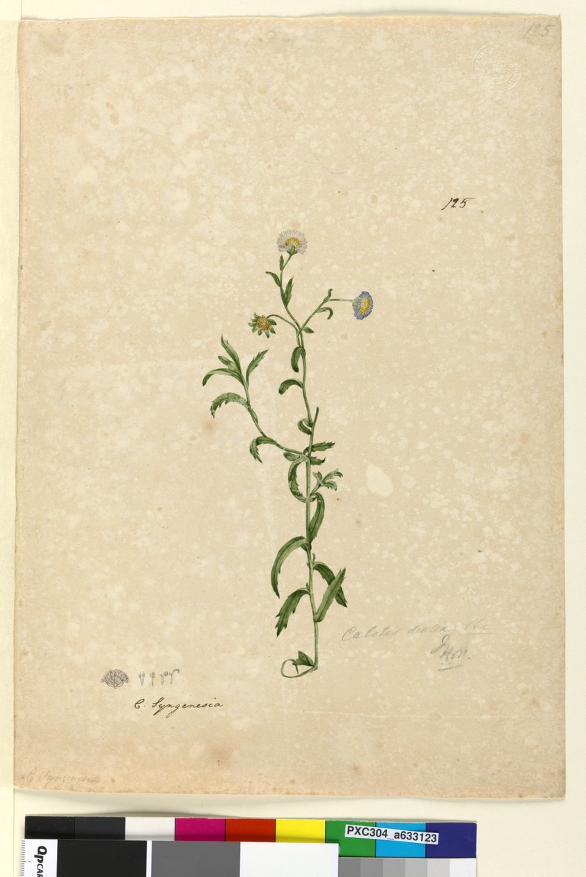 Strana 125. Calotis dentex, asi 1803-06 (čb, pero, tuš a tužka) od John William Lewin