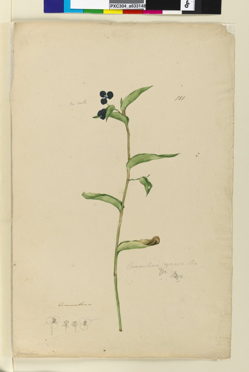 Strana 151. Commelina cyanae, asi 1803-06 (čb, pero, tuš a tužka) od John William Lewin