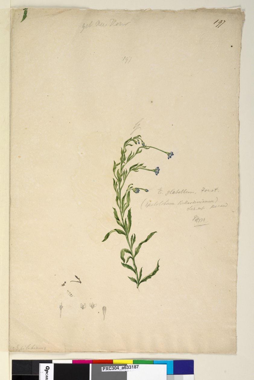Strana 197. Epilobium glabellum, asi 1803-06 (čb, pero, tuš a tužka) od John William Lewin