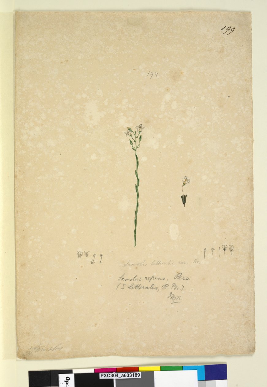 Strana 199. Samolus repens, asi 1803-06 (čb, pero, tuš a tužka) od John William Lewin
