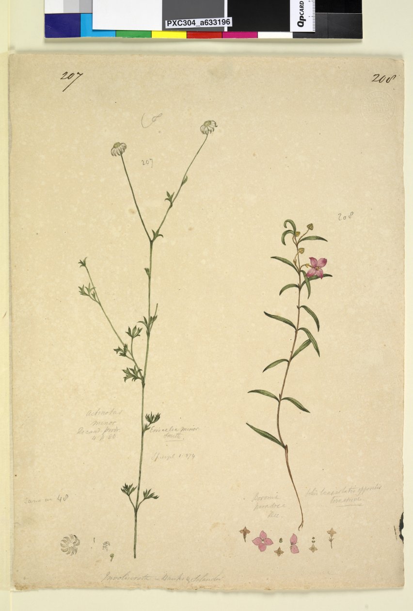 Strana 207. Actinotus minor; 208. Boronia paradoxa, asi 1803-06 (čb, pero, tuš a tužka) od John William Lewin