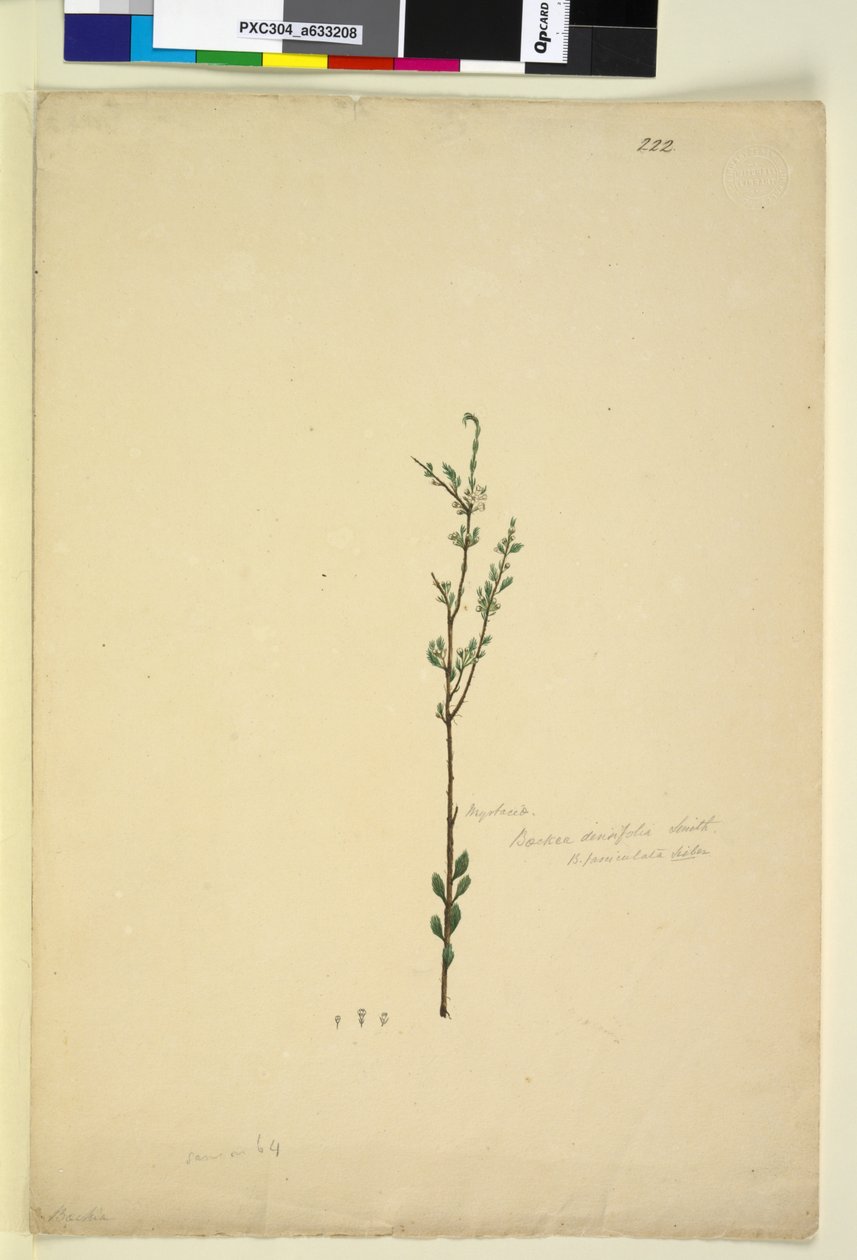 Strana 222. Baeckea densifolia, asi 1803-06 (čb, pero, tuš a tužka) od John William Lewin