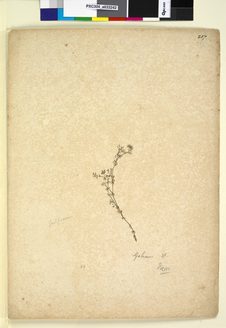 Strana 257. Galium sp., asi 1803-06 (čb, pero, tuš a tužka) od John William Lewin