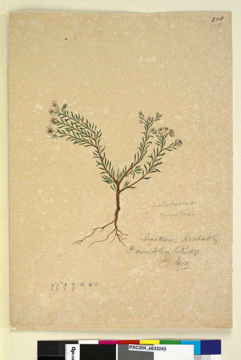 Strana 258. Poranthera ericifolia, asi 1803-06 (čb, pero, tuš a tužka) od John William Lewin