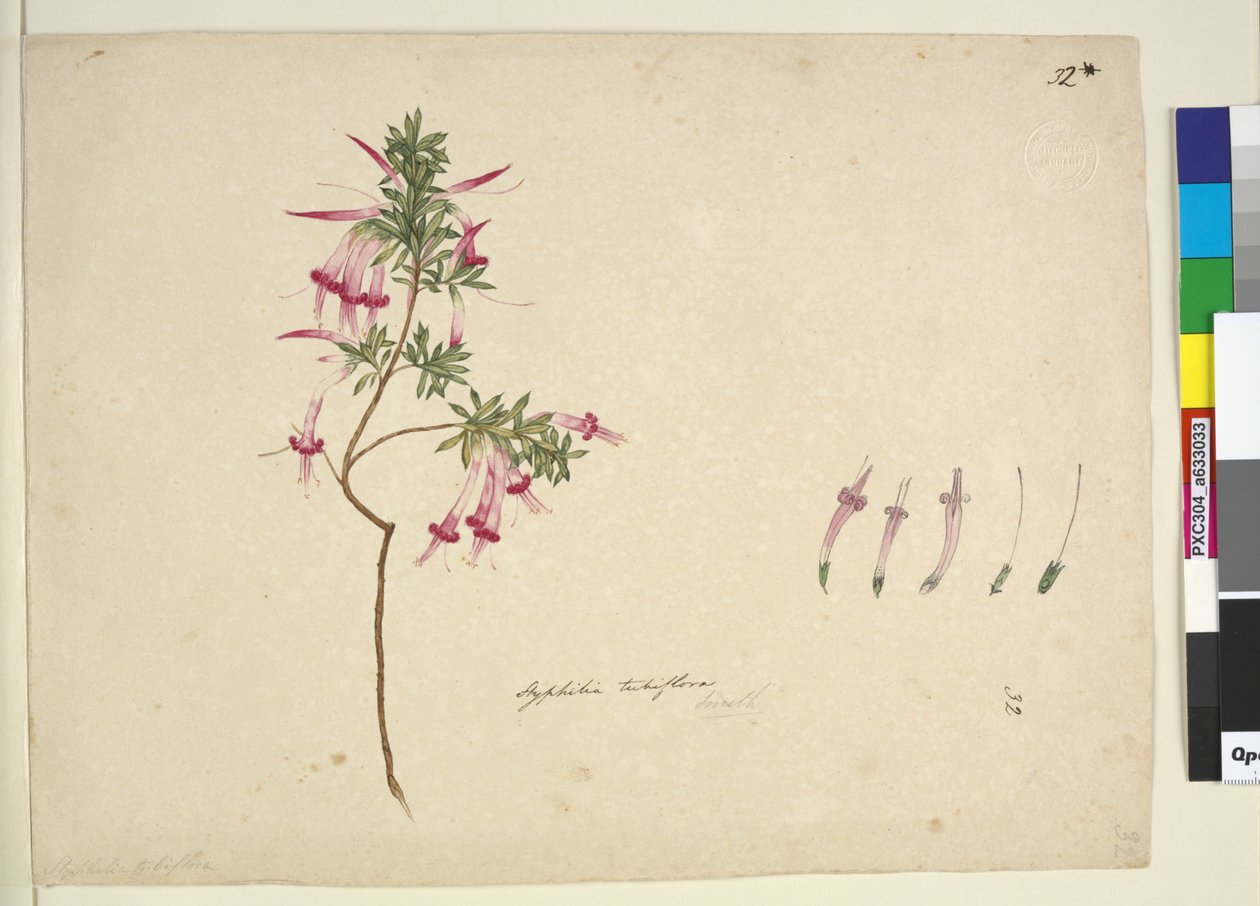 Strana 32. Styphelia tubiflora, asi 1803-06 (čb, pero, tuš a tužka) od John William Lewin