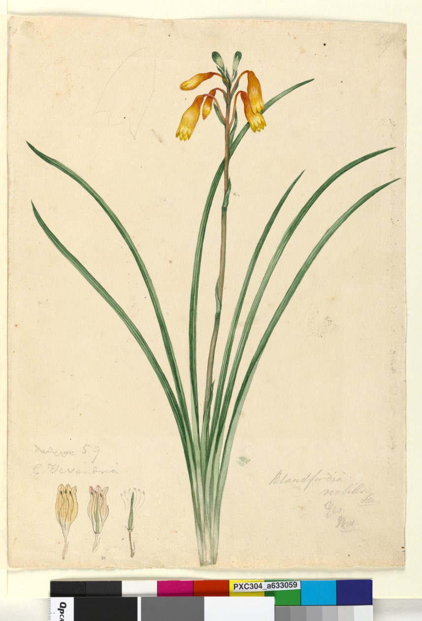 Strana 59. Blandfordia nobilis, asi 1803-06 (čb, pero, tuš a tužka) od John William Lewin