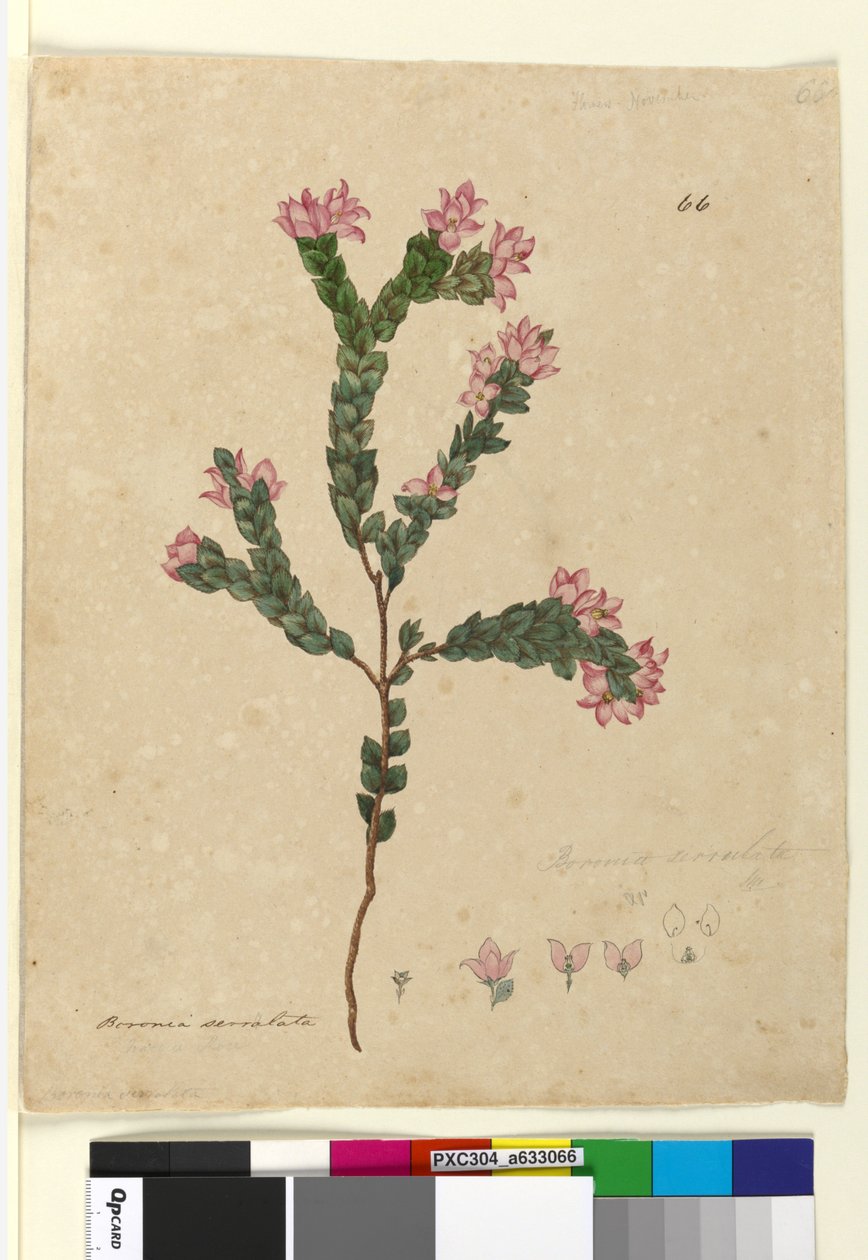 Strana 66. Boronia serrulata, asi 1803-06 (čb, pero, tuš a tužka) od John William Lewin