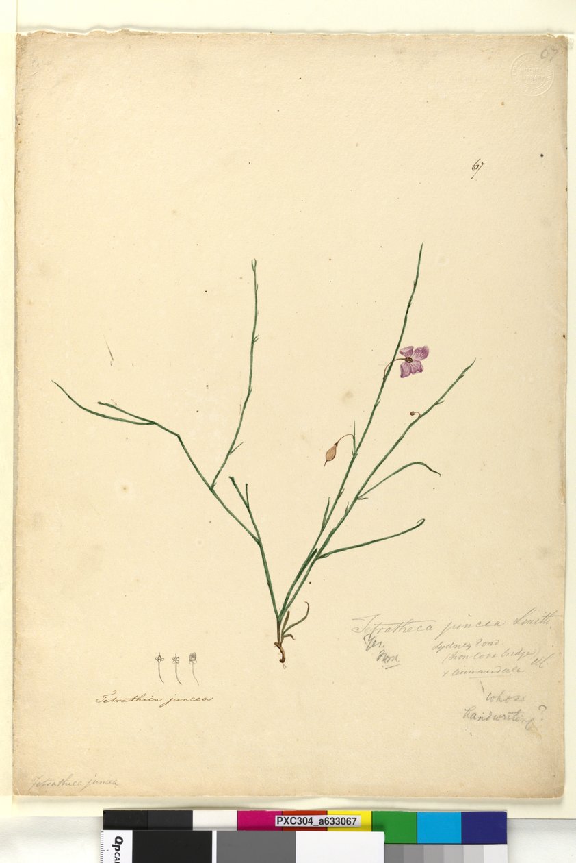 Strana 67. Tetratheca juncea, asi 1803-06 (čb, pero, tuš a tužka) od John William Lewin