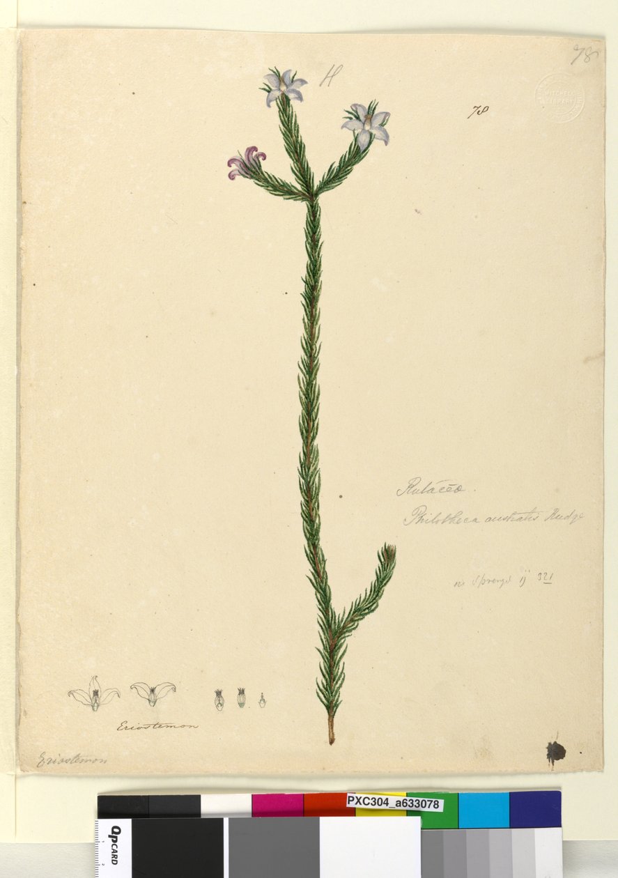 Strana 78. Philotheca australis, asi 1803-06 (čb, pero, tuš a tužka) od John William Lewin