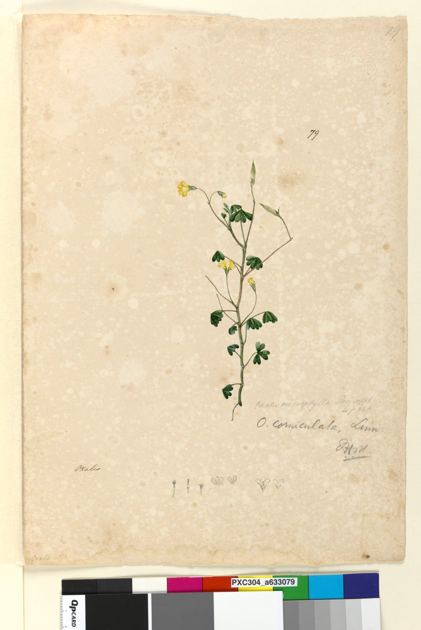 Strana 79. Oxalis corniculata, asi 1803-06 (čb, pero, tuš a tužka) od John William Lewin