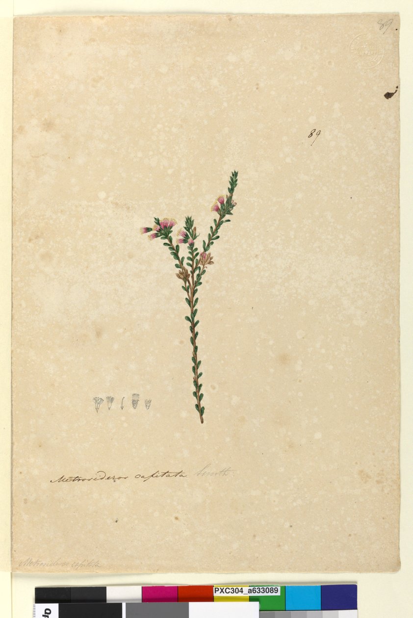 Strana 89. Metrosideros capitata, asi 1803-06 (čb, pero, tuš a tužka) od John William Lewin