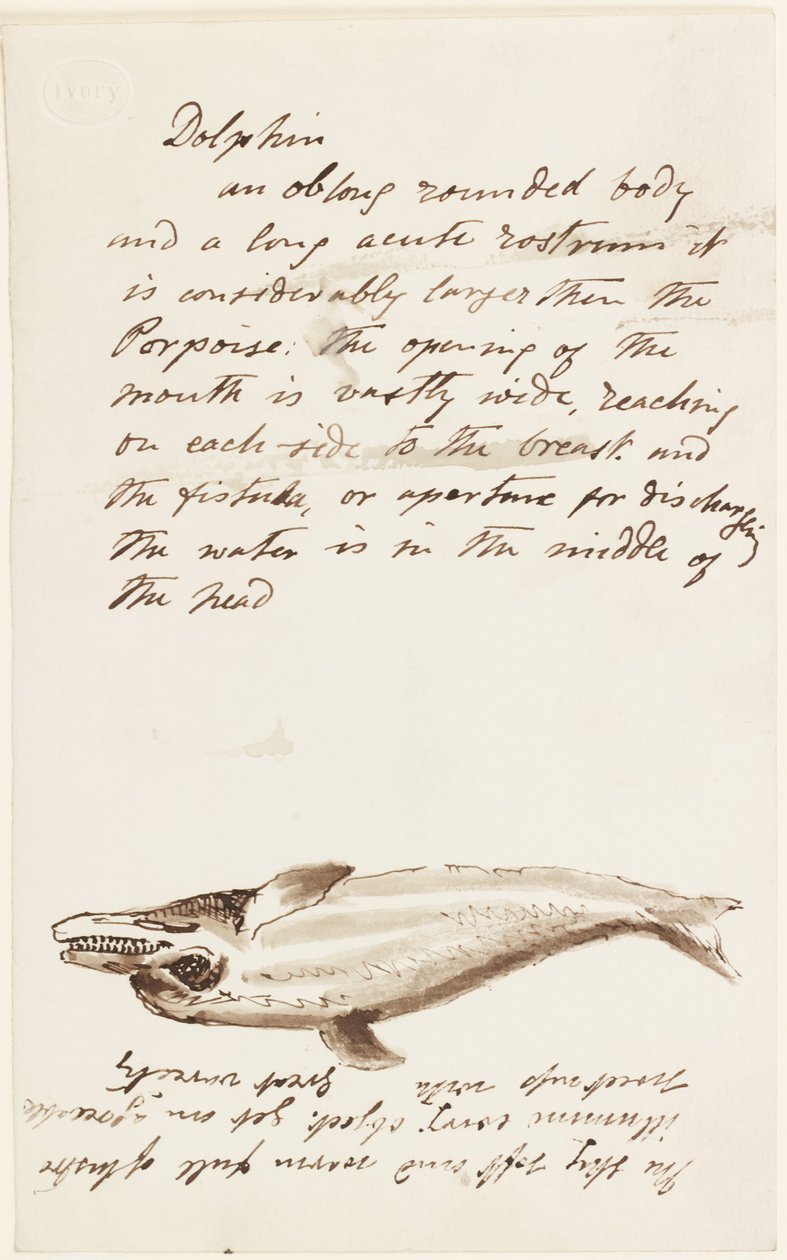 Delfín (inkoust a pero a inkoust na papíře) od John Wilson Carmichael