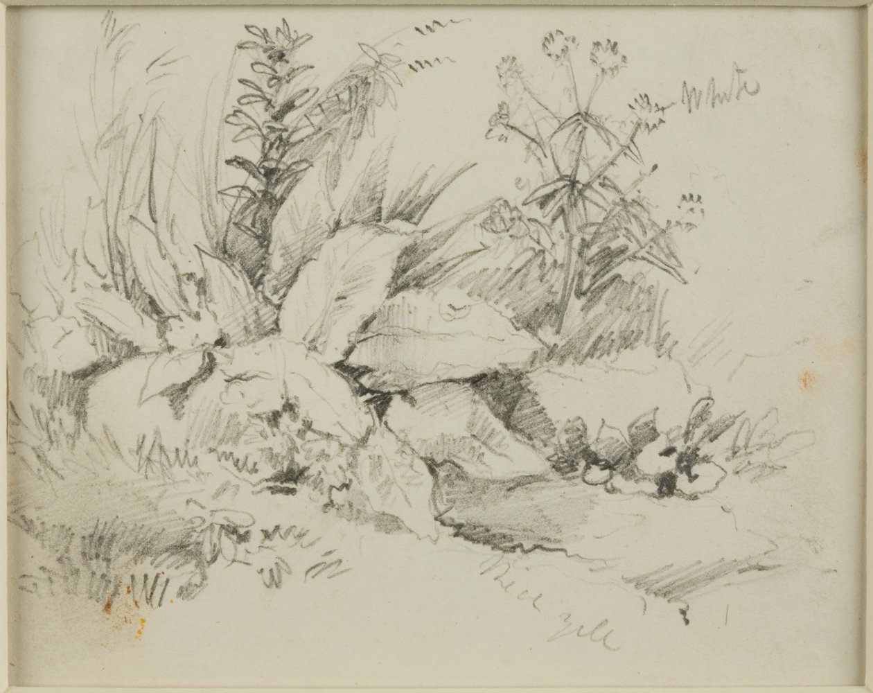 Přírodovědná studie od John Wilson Carmichael