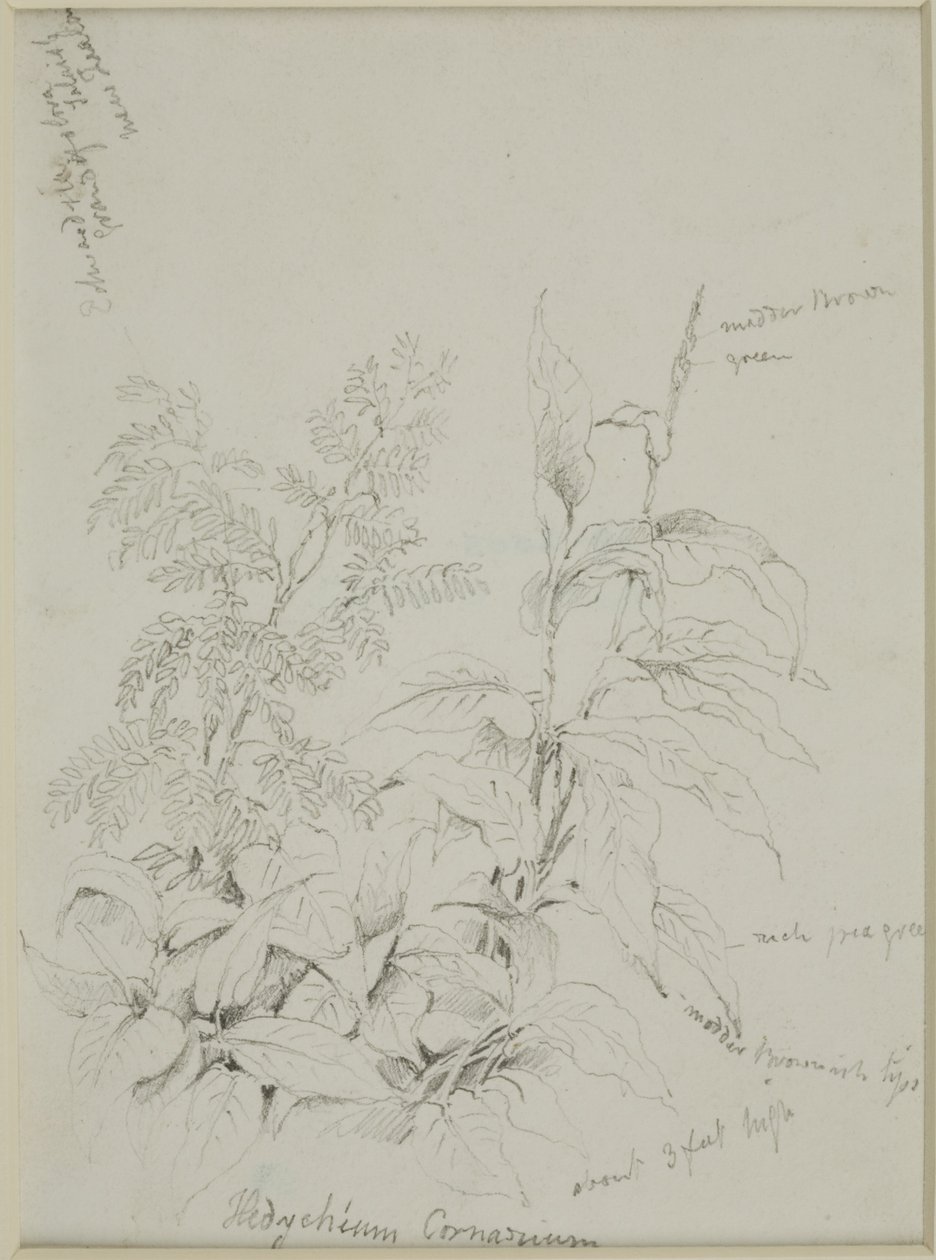 Přírodovědná studie od John Wilson Carmichael