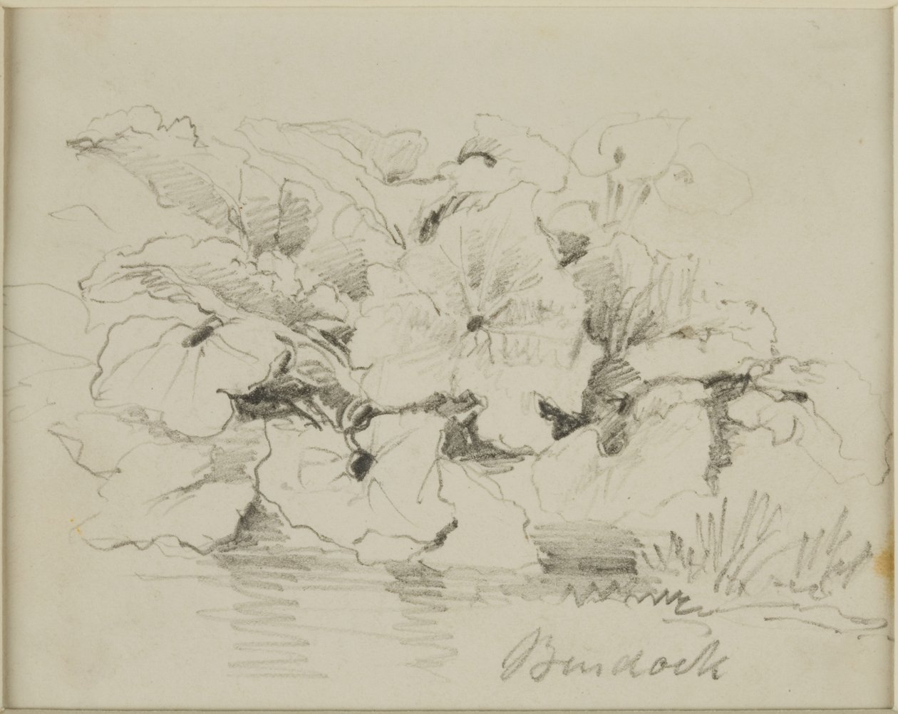 Přírodopis - lopuch od John Wilson Carmichael