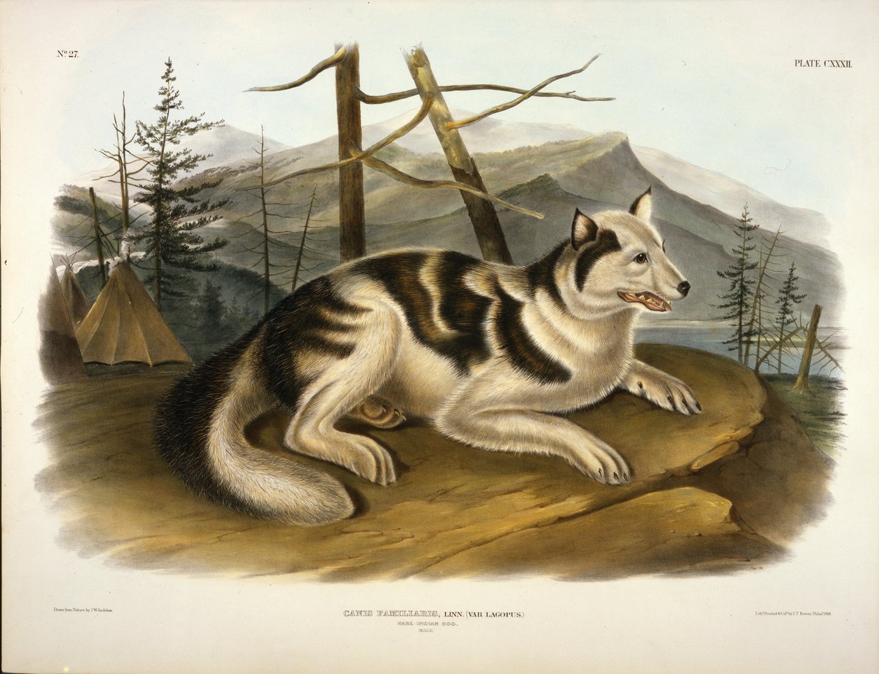 Zajíc indický pes od John Woodhouse Audubon