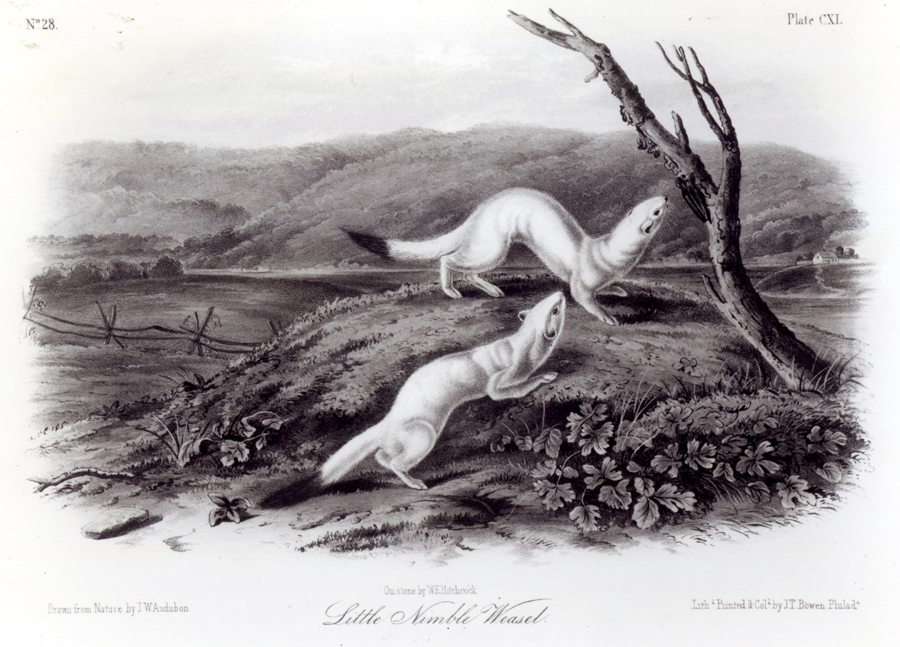 Malá čiperná lasička od John Woodhouse Audubon