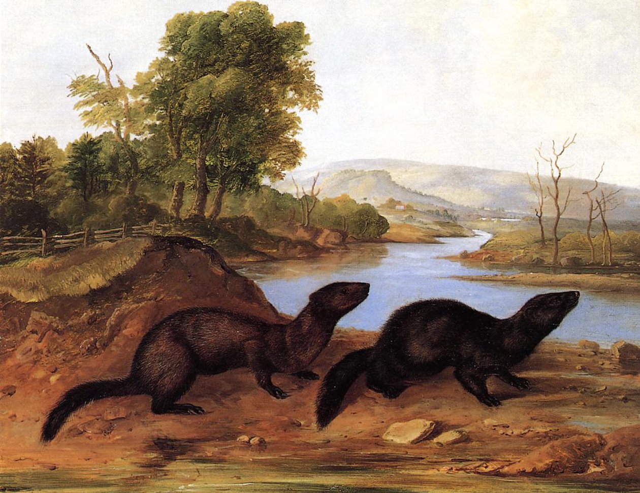 Minks, kolem roku 1848 od John Woodhouse Audubon