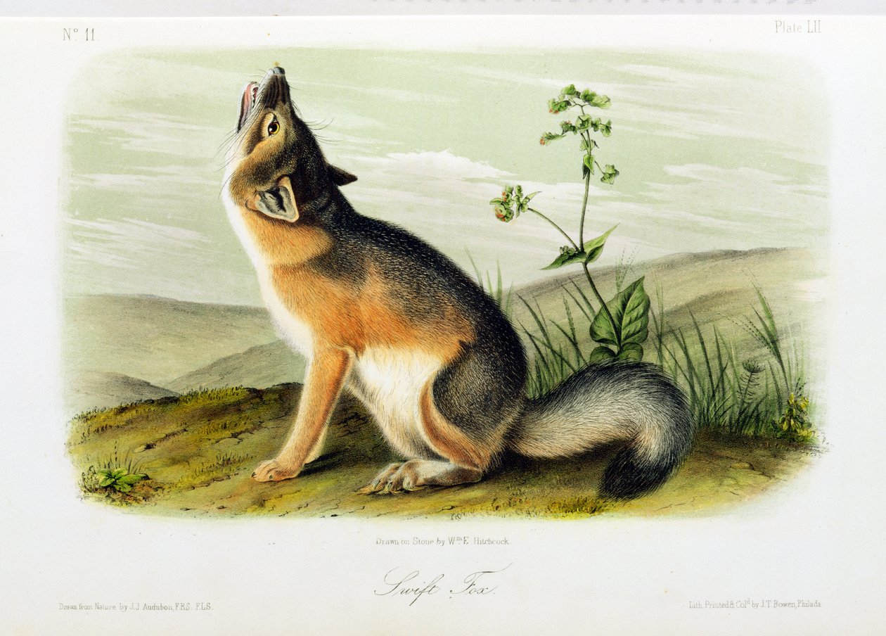 Swift Fox, deska 52 z 