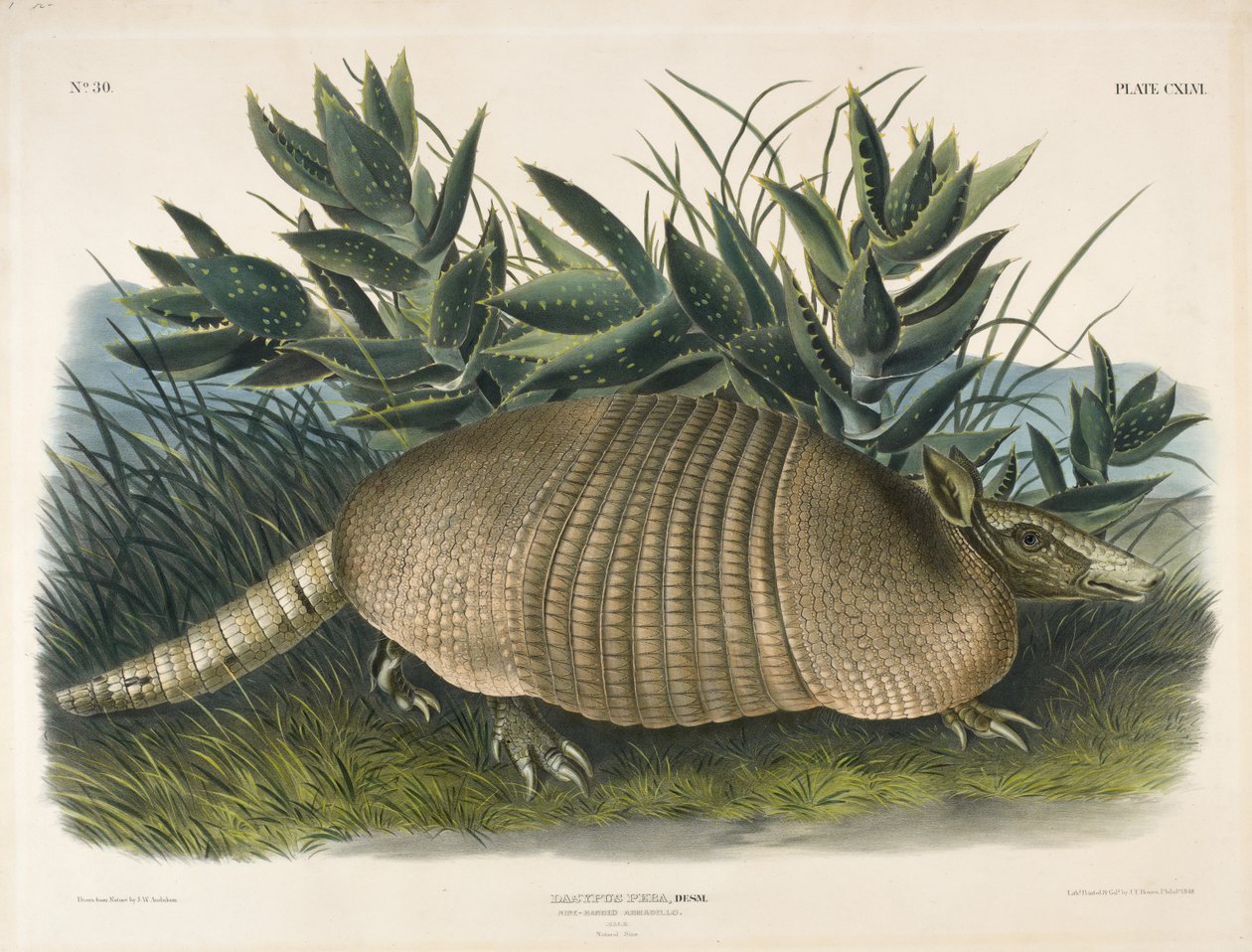 Pásovec devítipásý (Dasypus Peba), 1848 (ručně kolorovaná litografie) od John Woodhouse after Audubon
