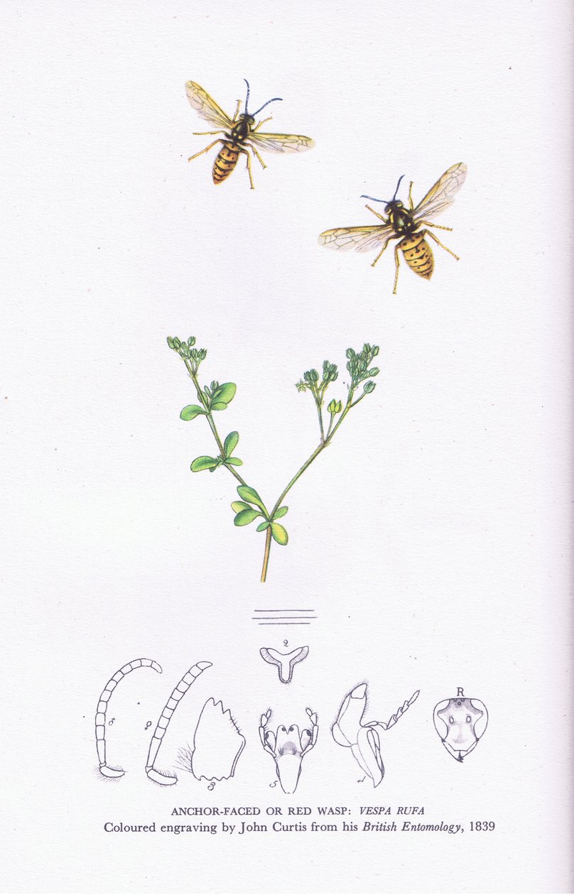 Anchor Faced nebo Red Wasp, Nature in Britain vydal Collins od John (after) Curtis
