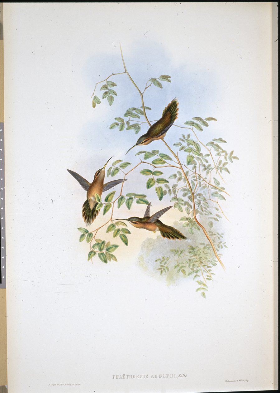 Adolfův poustevník (Phaethornis Adolphi) (ručně kolorované lito) od John (after) Gould