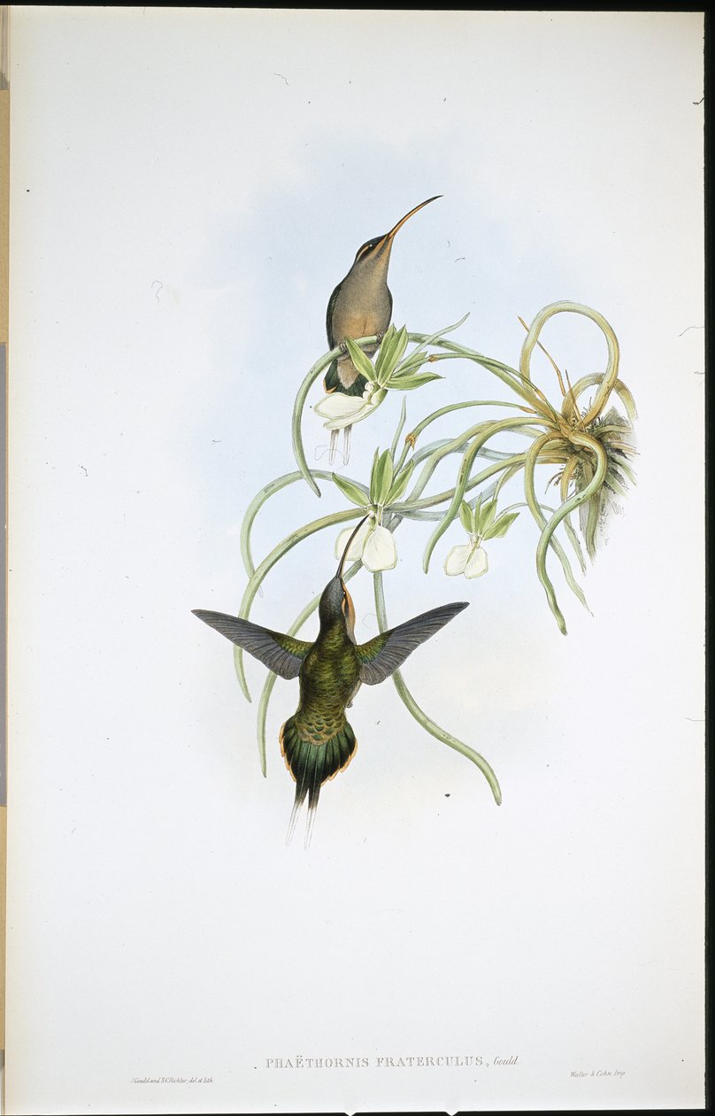 Spojenecký poustevník (Phaethornis Fraterculus) (ručně kolorovaný lito) od John (after) Gould