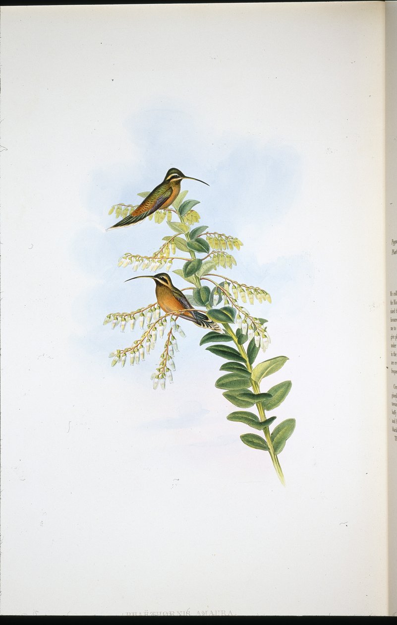 Amaura Hermit (Phaethornis Amaura) (ručně barvené lito) od John (after) Gould
