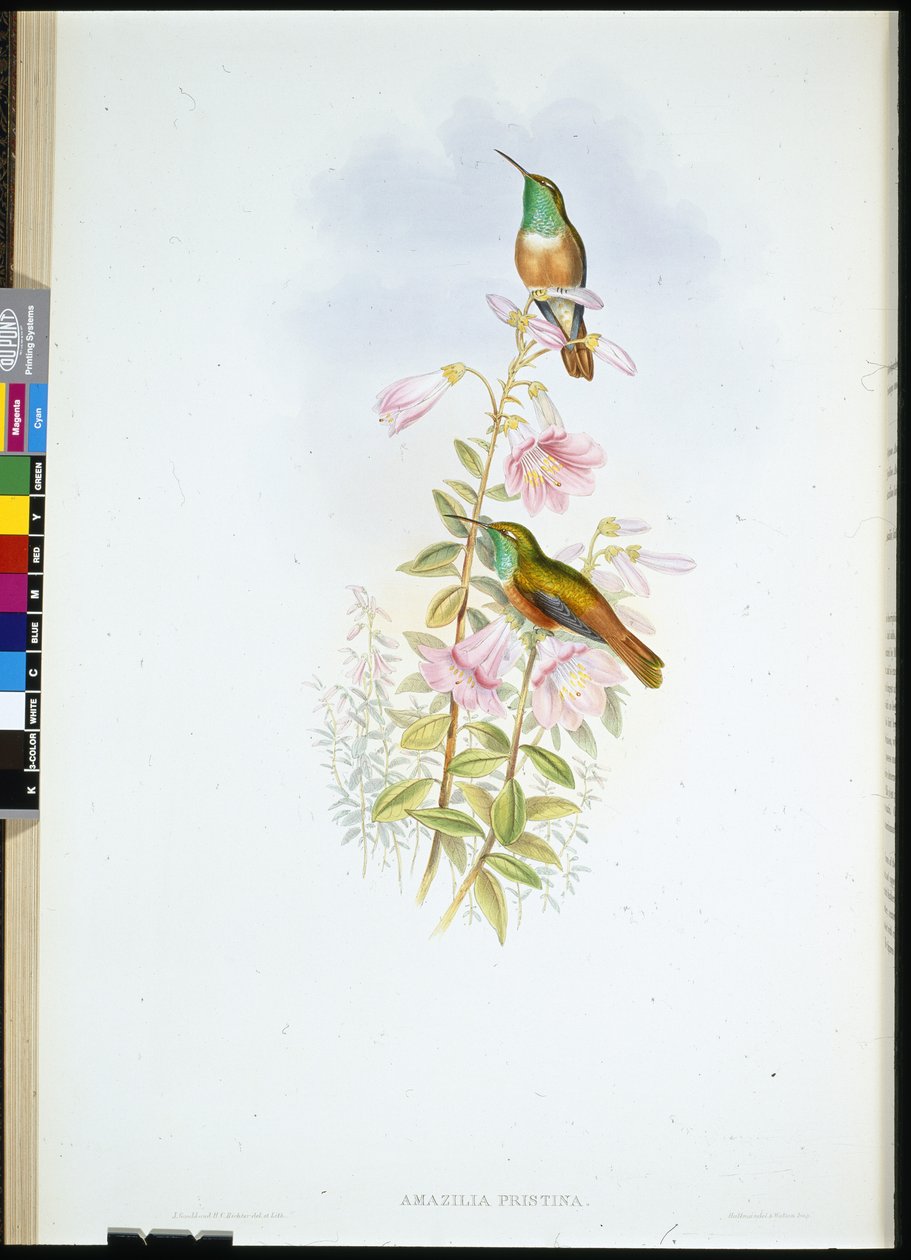 Amazili (Amazilia Pristina) (ručně zbarvené členy) od John (after) Gould