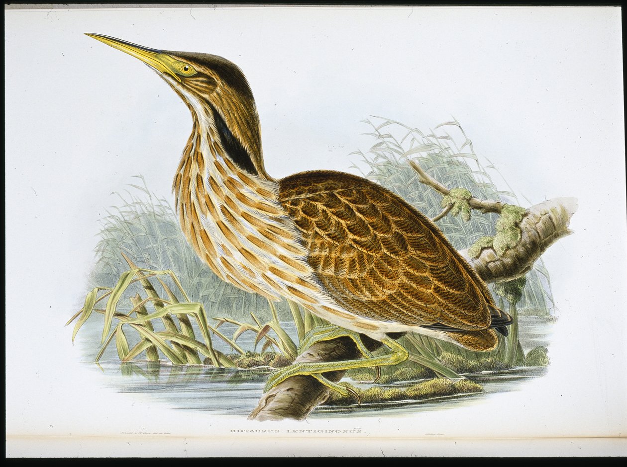 bukač americký (Botaurus lentiginosus) (ručně barvený litho) od John (after) Gould