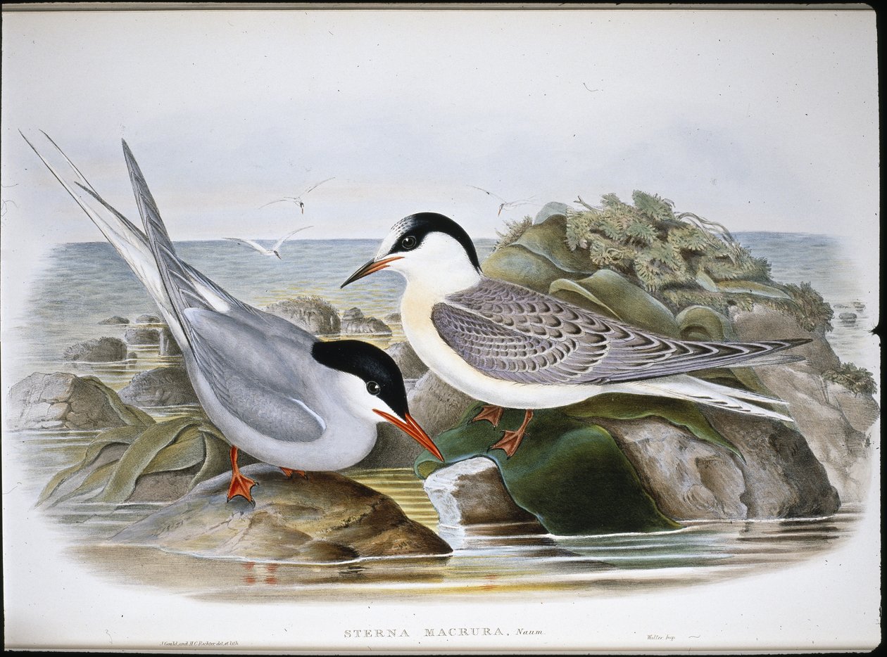 Rybák arktický (Sterna Macrura) (ručně barvený litho) od John (after) Gould