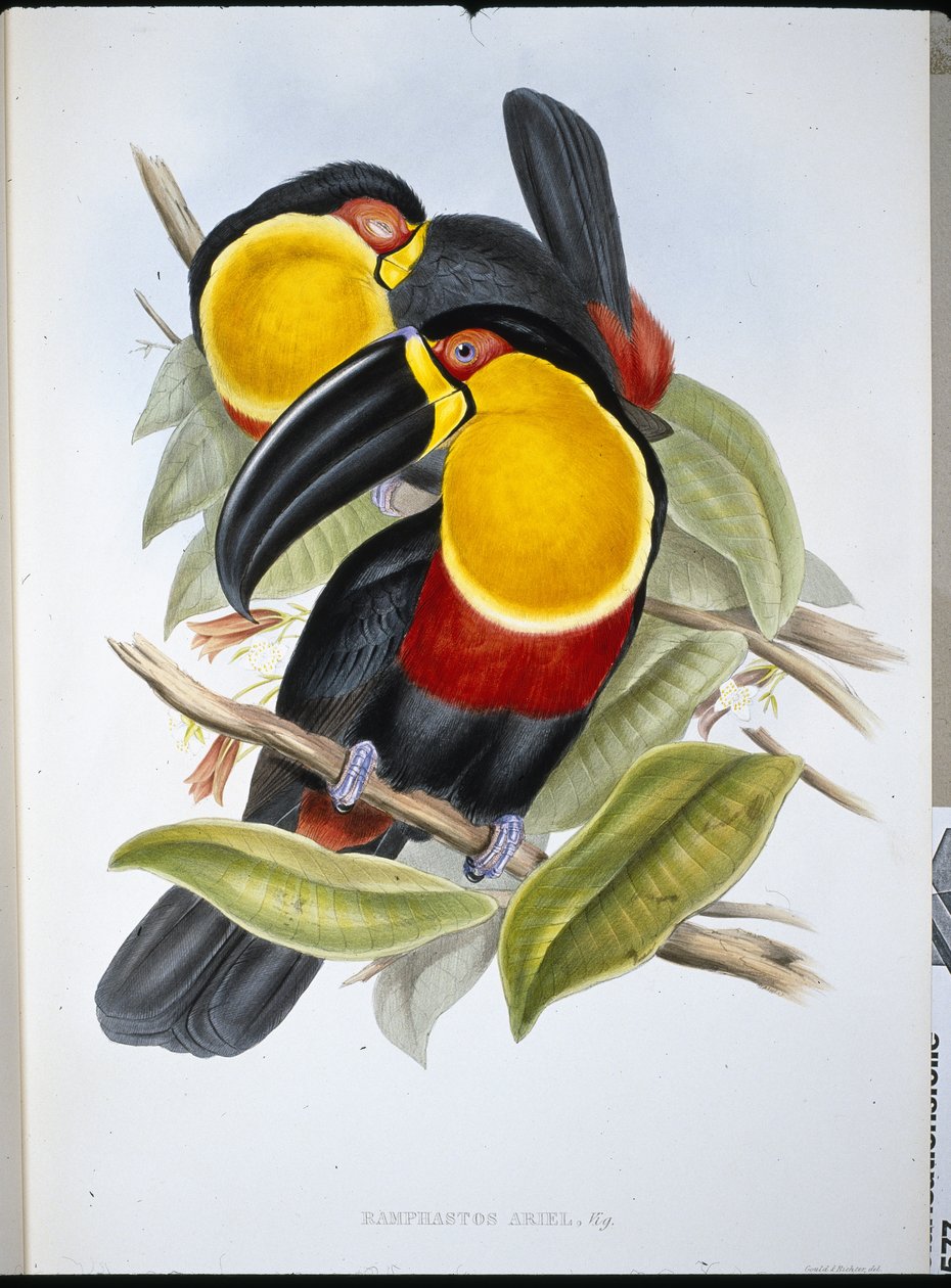 Ariel Tucan (Ramphastos Ariel) (ručně barvené lito) od John (after) Gould