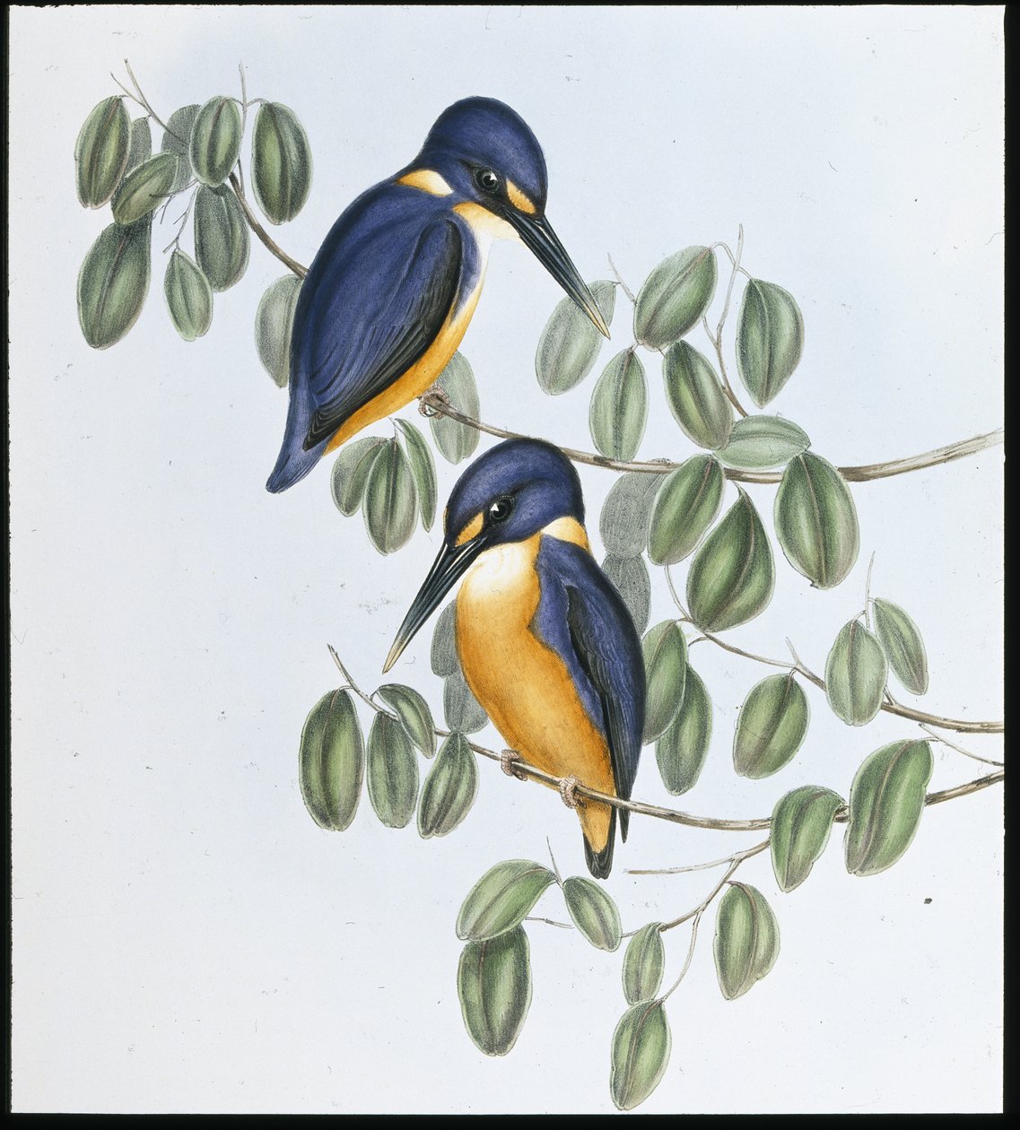 Ledňáček azurový (Alcyone Azurea) (ručně barvené lito) od John (after) Gould