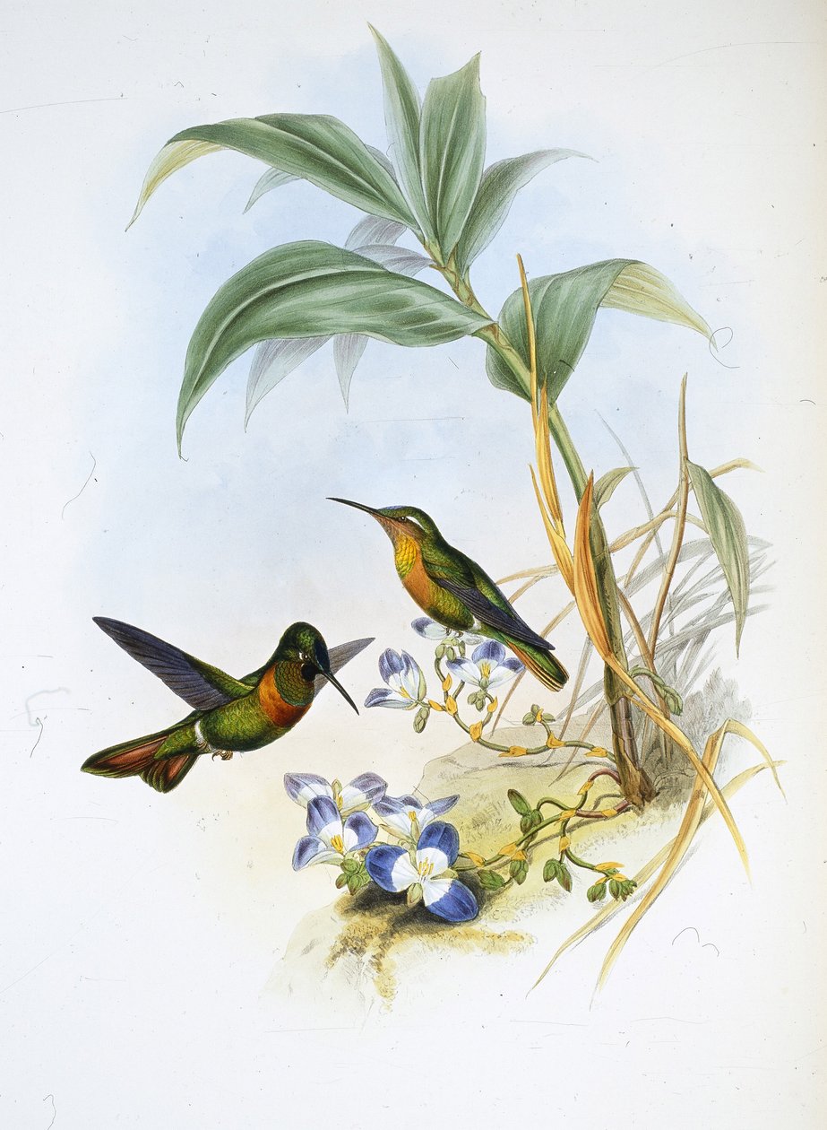 Rubín pruhovaný (Clytolaema Aurescens) (ručně barvené lito) od John (after) Gould