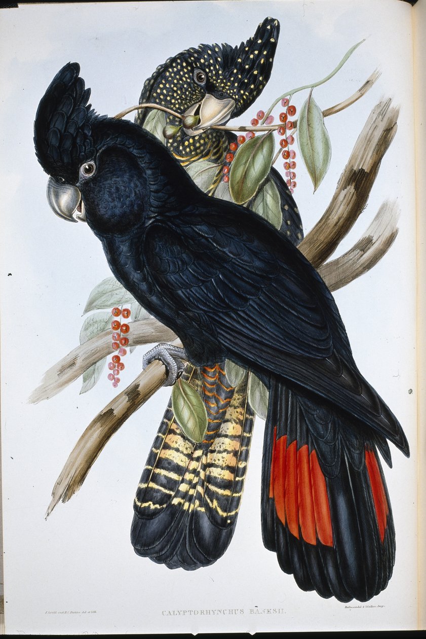 Kakadu Banksian (Calyptorhynchus Banksii) (ručně barvené litho) od John (after) Gould
